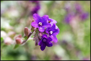 Blomster%2005