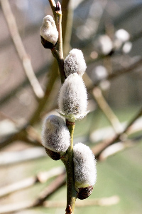 Blomster%2011