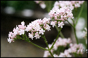 Blomster%2002
