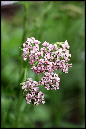 Blomster%2003