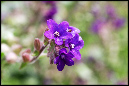 Blomster%2005