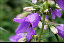 Blomster%2006